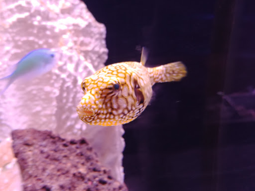 Tropical Fish Store «Old Town Aquarium», reviews and photos, 1538 N Wells St, Chicago, IL 60610, USA