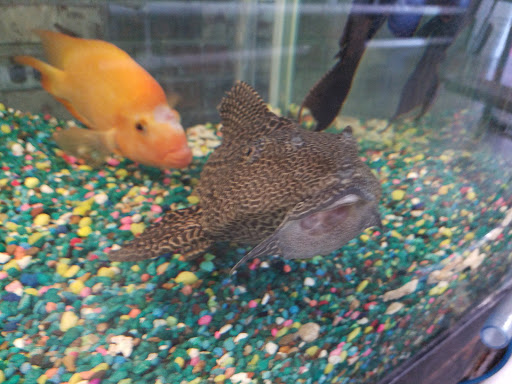 Pet Store «A to Z Pets», reviews and photos, 16010 SE Division St, Portland, OR 97236, USA