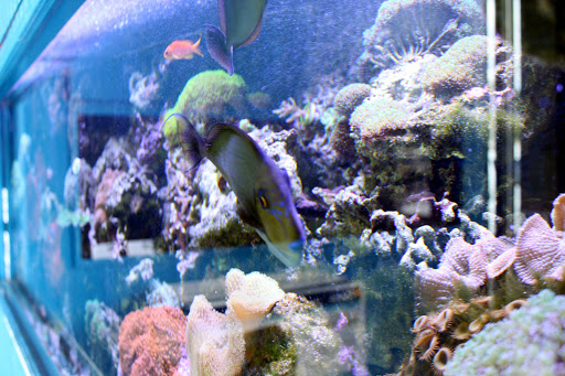 Pet Store «World of Wet Pets», reviews and photos, 8542 SW Apple Way, Portland, OR 97225, USA