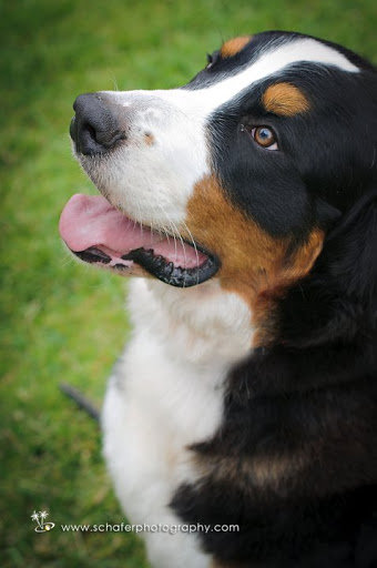 Specialty Dog Training image