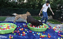 My Guilty Dogs - Photo 9 - Car repair in , Bridgeport