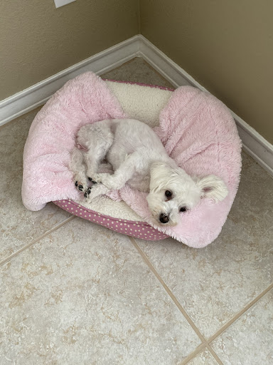 Pet Supply Store «Petco Animal Supplies», reviews and photos, 11398 Bandera Rd #403, San Antonio, TX 78250, USA