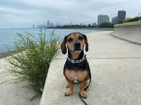 Wags-A-Lot - Car repair in , Chicago - Rated 0.0/5