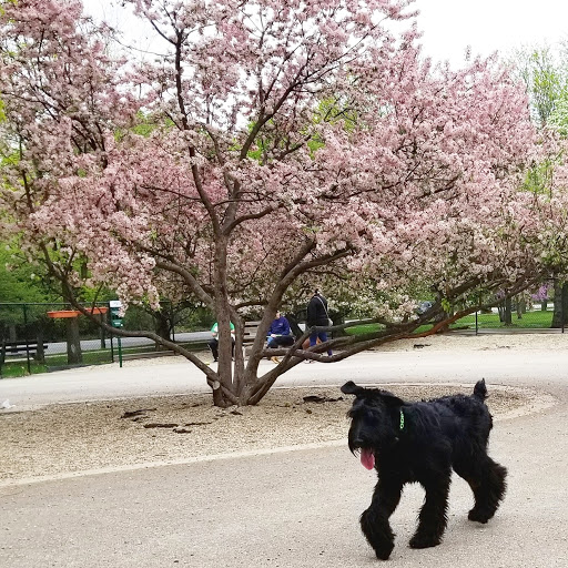 Dog Park «Norwood Park Dog Friendly Area», reviews and photos, 5850 N Avondale Ave, Chicago, IL 60631, USA