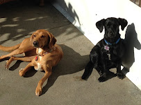 Paws In Paradise NYC - Photo 7 - Car repair in Brooklyn, NY, New York