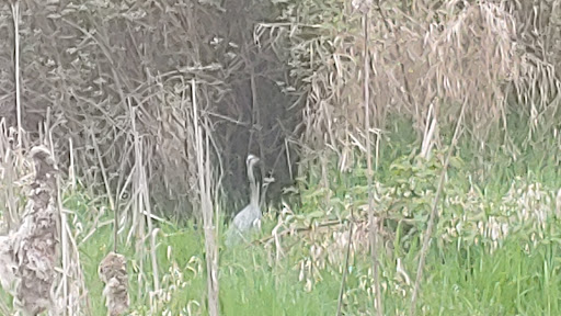 Park «Juanita Beach Park», reviews and photos, 9703 NE Juanita Dr, Kirkland, WA 98034, USA