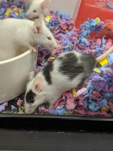 Pet Supply Store «Petco Animal Supplies», reviews and photos, 4345 U.S. 9, Freehold, NJ 07728, USA