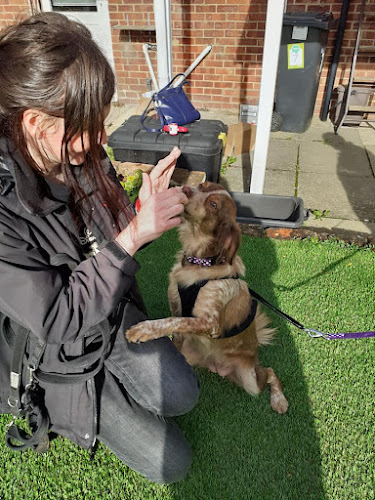 Delightful dogs dog training - Southampton