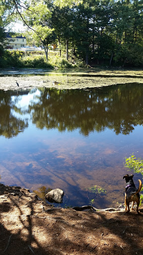 Park «Russell Mill Pond and Town Forest», reviews and photos, 105 Mill Rd, Chelmsford, MA 01824, USA