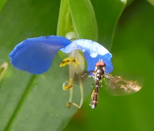 Nature Preserve «Chattahoochee Nature Center», reviews and photos, 9135 Willeo Rd, Roswell, GA 30075, USA