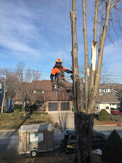 TimberTime Tree Service