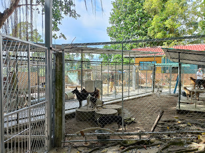 Dog and Cat Rescue Samui Foundation Ban Taling Ngam