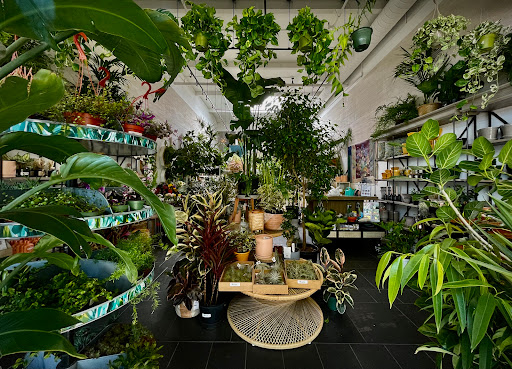 Paraso Plant Studio image