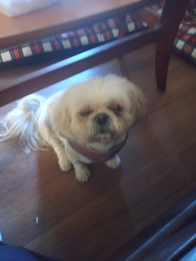 Pet Supply Store «PetSmart», reviews and photos, 1800 Evans Rd, Melbourne, FL 32904, USA