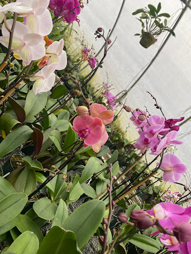 Florist «Floradise Orchids», reviews and photos, 19154 James Madison Hwy, Gordonsville, VA 22942, USA