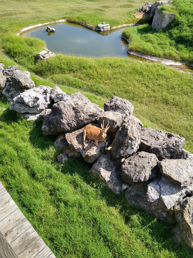 Zoo «Frank Buck Zoo», reviews and photos, 1000 W California St, Gainesville, TX 76240, USA