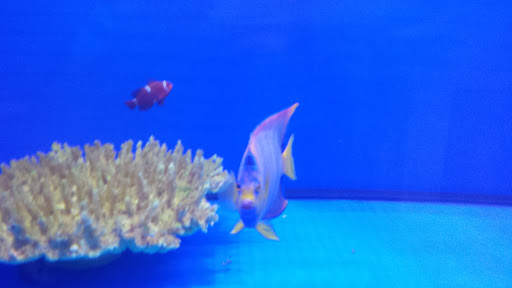 Pet Store «Reefers Direct Aquatics», reviews and photos, 3227 13th St, St Cloud, FL 34769, USA