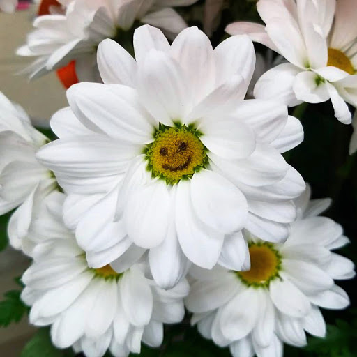 Florist «Genuardi Florist», reviews and photos, 850 S Valley Forge Rd, Lansdale, PA 19446, USA