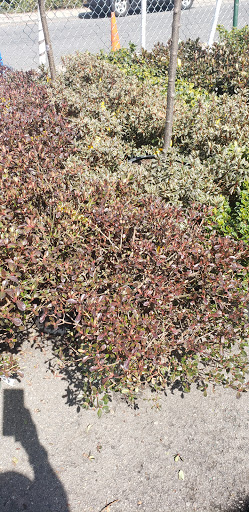 Garden Center «Westminster Nursery & Florist», reviews and photos, 30 Westminster Rd, West Hempstead, NY 11552, USA