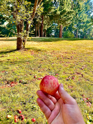 Park «Mark Twain Park», reviews and photos, 10625 132nd Ave NE, Kirkland, WA 98033, USA