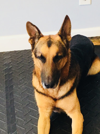 Dog Trainer «K9 Penn Dog Training Services», reviews and photos, 475 Sandy Ln, Surfside Beach, SC 29575, USA