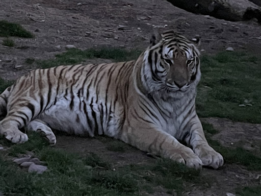 Zoo «Bailiwick Animal Park and Riding Stables», reviews and photos, 118 Castle Rd, Catskill, NY 12414, USA