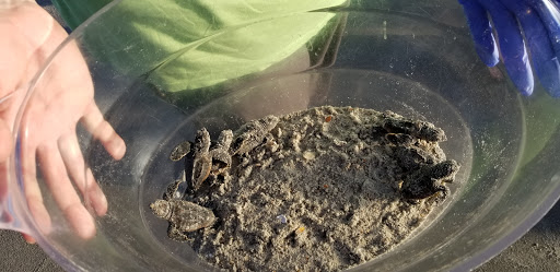 Seafood Restaurant «Gulfstream Café», reviews and photos, 1536 S Waccamaw Dr, Murrells Inlet, SC 29576, USA