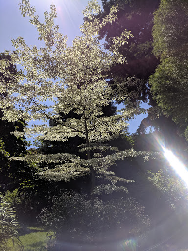 Movie Theater «McMenamins Kennedy School Theater», reviews and photos, 5736 NE 33rd Ave, Portland, OR 97211, USA