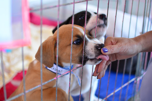 Pet Supply Store «PetSmart», reviews and photos, 860 Cobb Pl Blvd NW, Kennesaw, GA 30144, USA