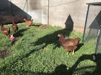 Turnip the Beet Landscaping - Photo 9 - Car repair in , Chandler