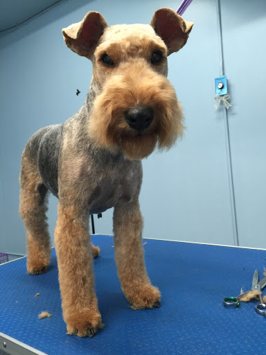 Pet Store «Doggy Dog World Inc», reviews and photos, 2552 Coney Island Ave, Brooklyn, NY 11223, USA