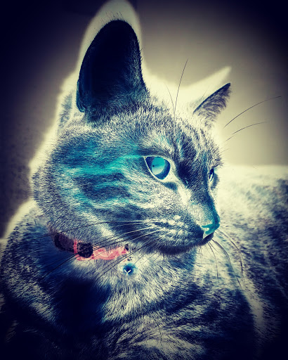 Pet Supply Store «PetSmart», reviews and photos, 1220 N Eagle Rd, Meridian, ID 83642, USA