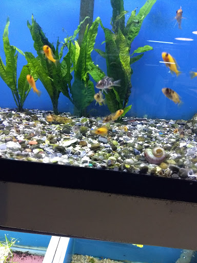 Aquarium «Syracuse Aquarium & Pond Supply», reviews and photos, 4618 North St, Jamesville, NY 13078, USA