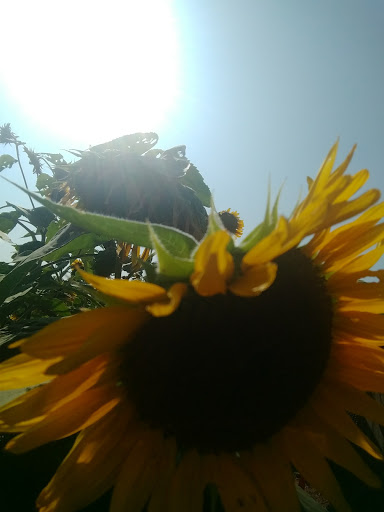 Tourist Attraction «Sunflower Maze», reviews and photos, South St, Middlefield, CT 06455, USA