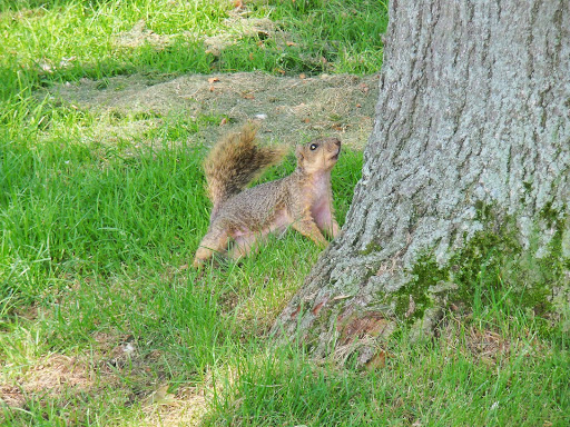 Public Golf Course «Thorne Hills Golf Course», reviews and photos, 12915 Sumpter Rd, Carleton, MI 48117, USA