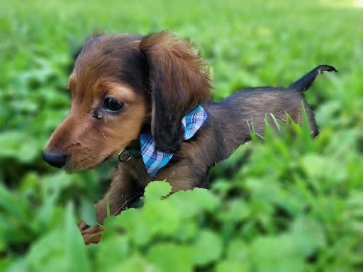 Pet Store «Family Pet Center», reviews and photos, 1401 Greenbrier Pkwy, Chesapeake, VA 23320, USA