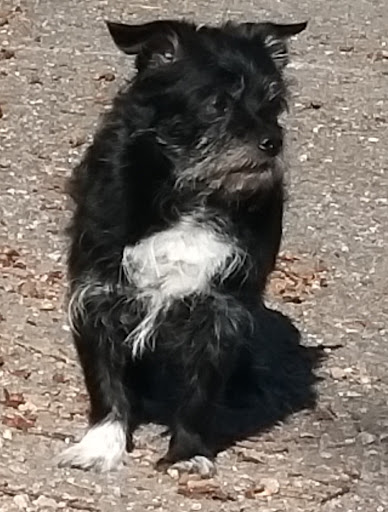 Wolfgang Schwenk Tierarzt unter Alpirsbach, 