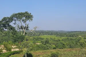 সাজেক টিলা,সুরমা চা বাগান, মাধবপুর image