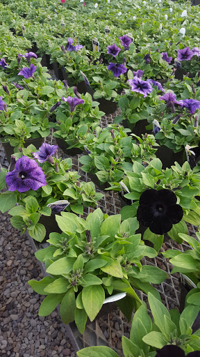 Garden Center «Nanticoke Gardens», reviews and photos, 1543 Union Center Maine Hwy, Endicott, NY 13760, USA