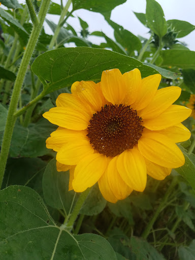 Florist «Pinewood and Posies», reviews and photos, 4547 White Oak Rd, Paradise, PA 17562, USA