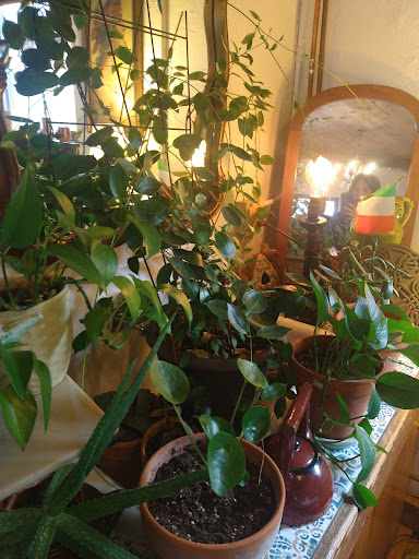 Tea House «Tea Bar & Bites», reviews and photos, 621 S Pickwick Ave, Springfield, MO 65804, USA