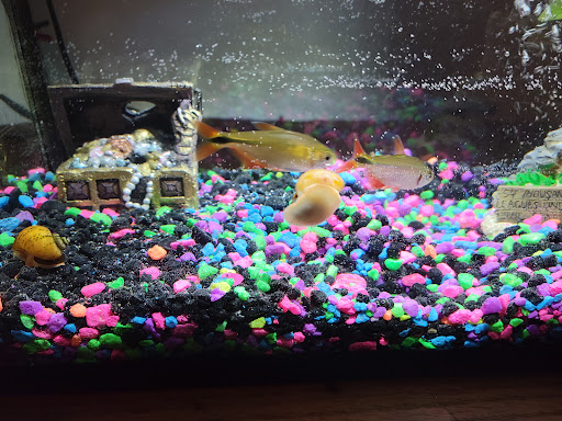 Pet Supply Store «PetSmart», reviews and photos, 2028 Miamisburg Centerville Rd, Dayton, OH 45459, USA