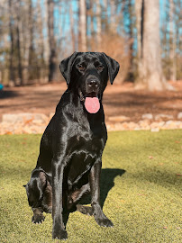 Blowing Springs Kennel - Photo 2 - Car repair in Flintstone, GA, Chattanooga