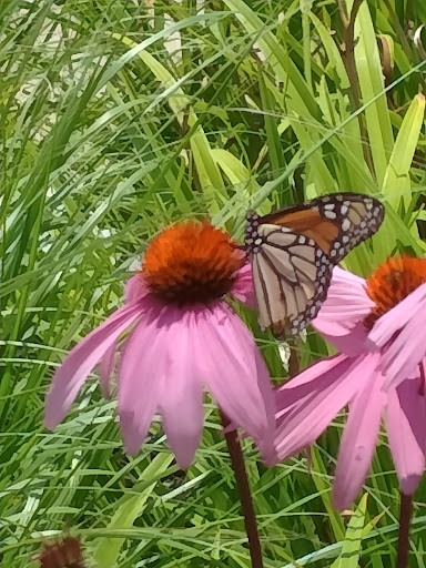 Grocery Store «Market Basket», reviews and photos, 110 Market Pl Dr, Waltham, MA 02451, USA