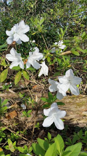 Nature Preserve «MaryAnn Brown Nature Preserve», reviews and photos, 13515 LA-965, St Francisville, LA 70775, USA