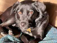 Night Shift Pet Care - Photo 4 - Car repair in Portland, OR, Portland