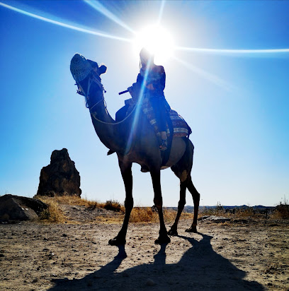 SAVRAN Camel Safari