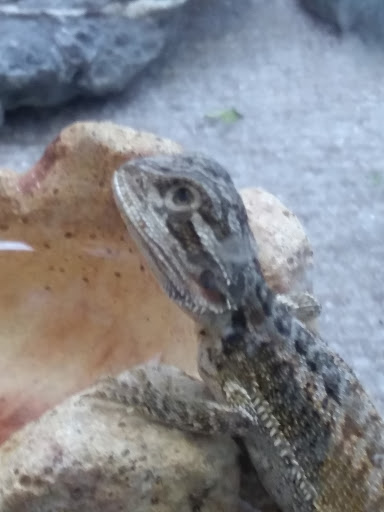 Pet Store «Animal House», reviews and photos, 646 SW 4th St, Corvallis, OR 97333, USA