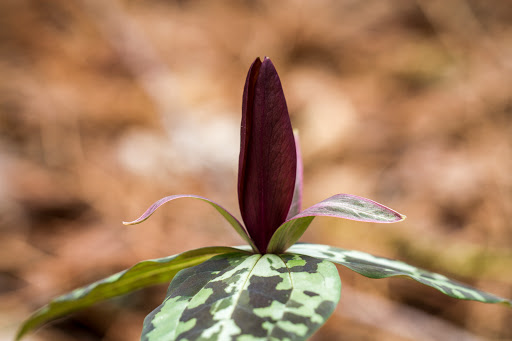 Nature Preserve «Melvin L. Newman Wetlands Center», reviews and photos, 2755 Freeman Rd, Hampton, GA 30228, USA