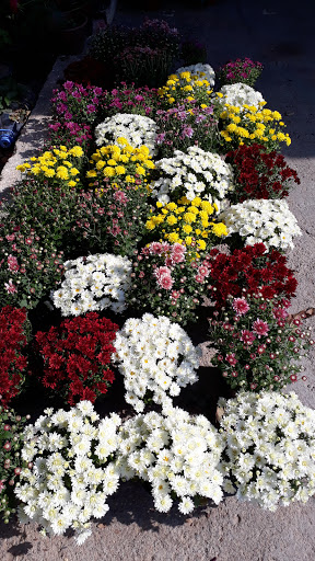 Aysunay Çiçekçilik & Organizasyon